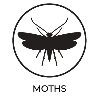 Moths