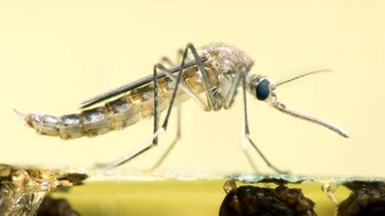 malaria