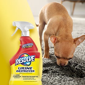 urine messes