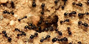 ants
