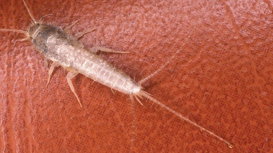 silverfish
