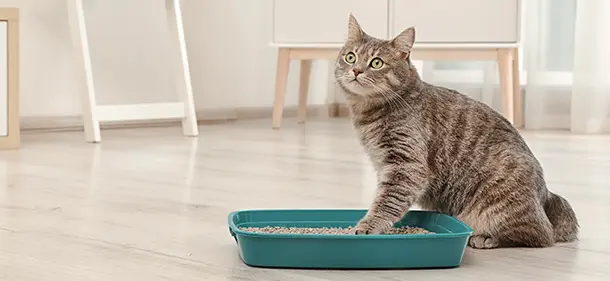 cat with paw in litter box