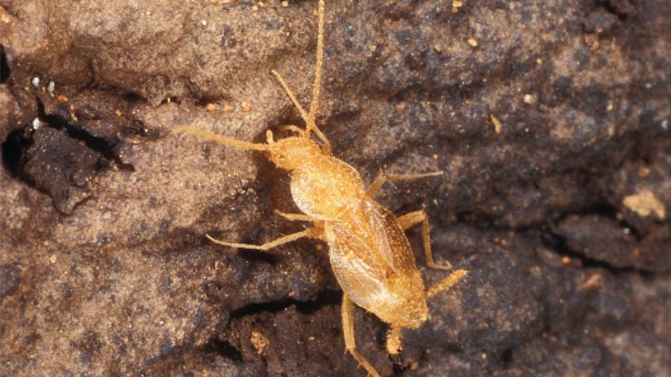 Insectipedia cockroaches