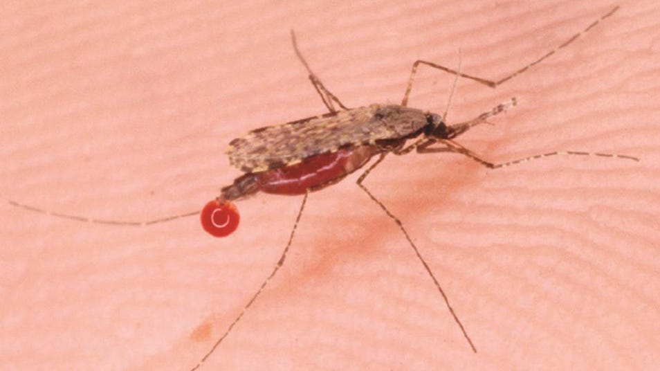 the-australian-malaria-mosquito
