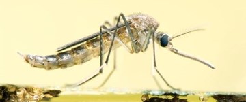 Malaria