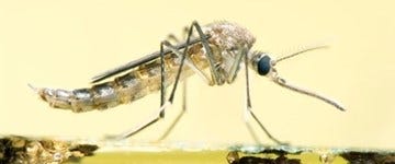Malaria