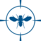FRUIT FLIES