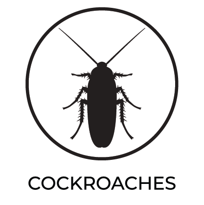 cockroaches