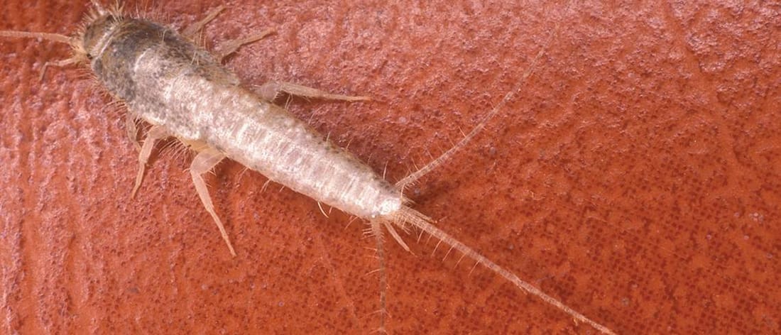 Siilver Fish Silverfish Control & Facts About Silverfish | Mortein AU