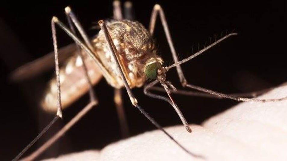 chikungunya