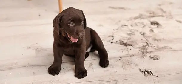 brown puppy dog
