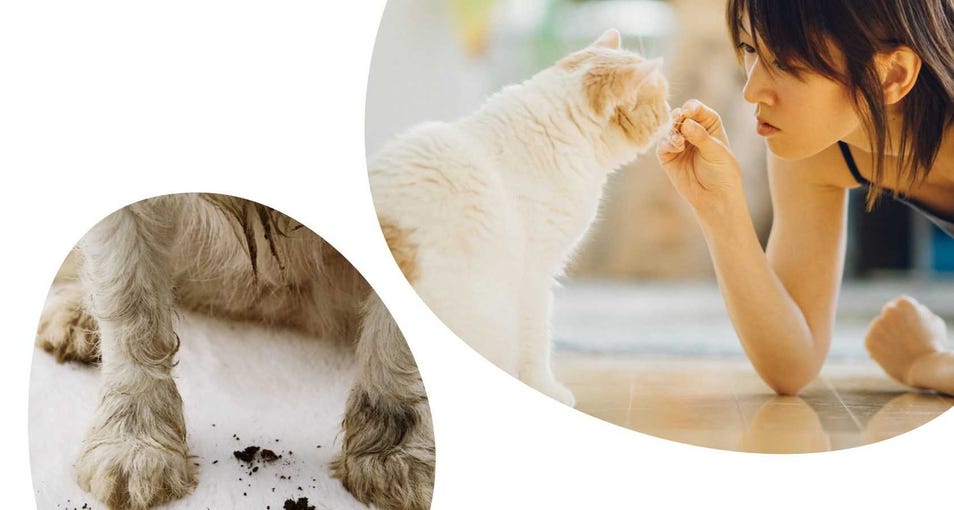 pet messes