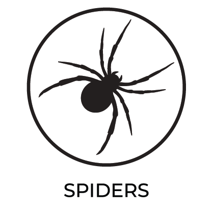 Spiders