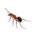 ants