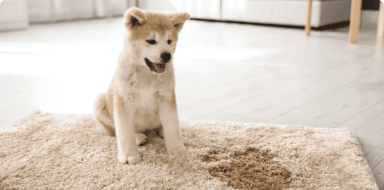 How to Remove Pet Urine and Poop Stains