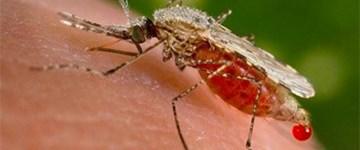 fallback_mbd-dengue-fever