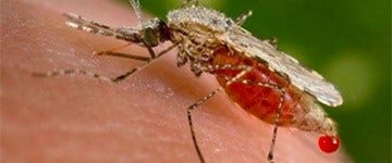 fallback_mbd-dengue-fever