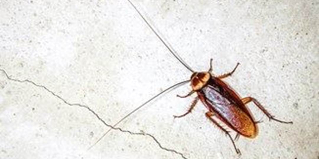 INSECTIPEDIA - COCKROACHES     