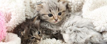 kittens