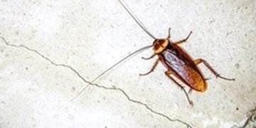 pests-cockroach