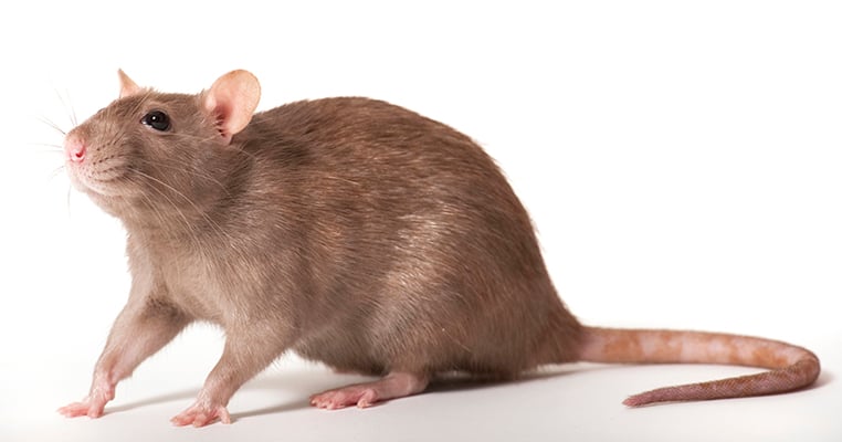 5 things: Rats, roaches, mice, flies found in hundreds of NYC school ...