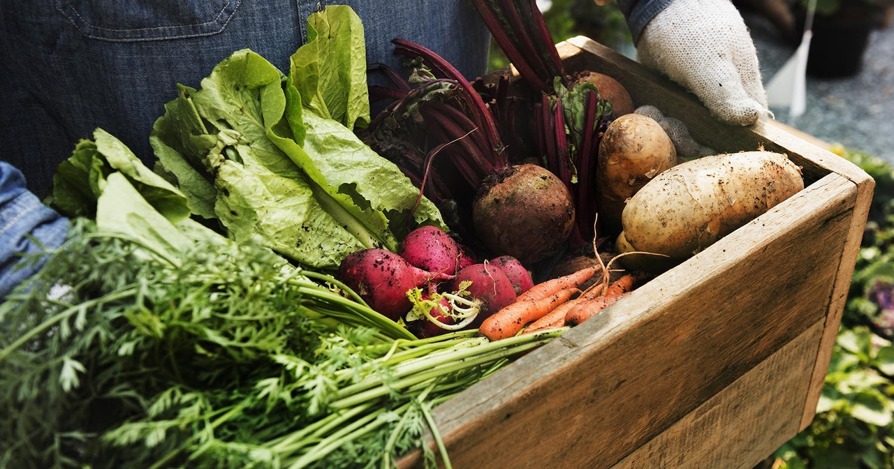 veggies roots lettuce veggies roots lettuce