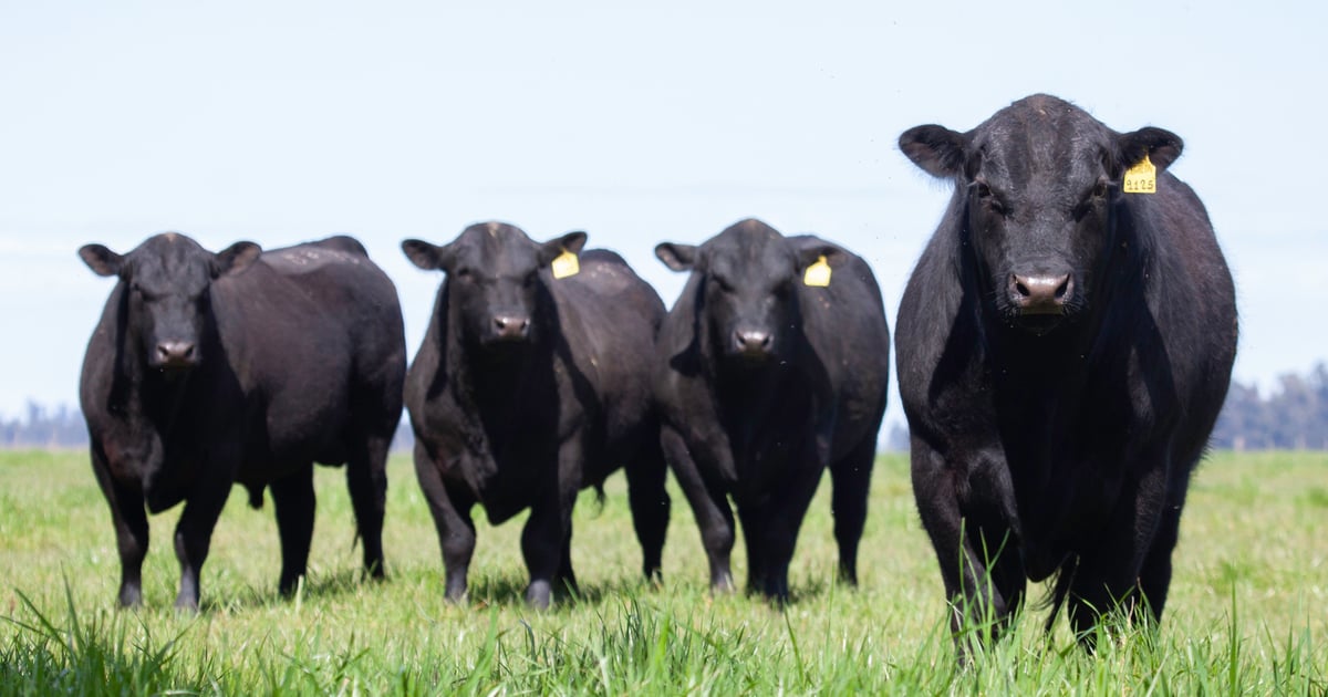 School district partners with Native American tribe to bring local beef ...