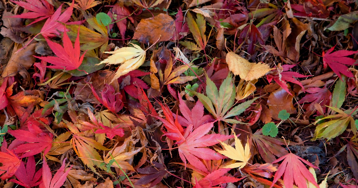 5 things: More universities looking to end fall term by Thanksgiving