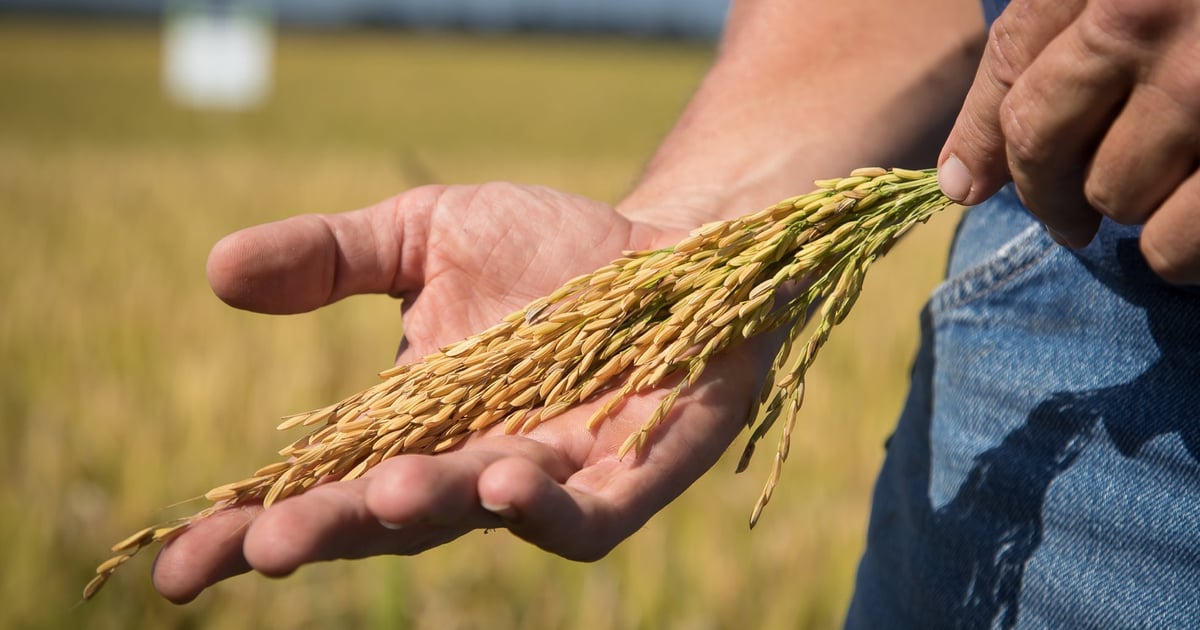 At Northern Illinois University, a serving of rice comes with a side of ...