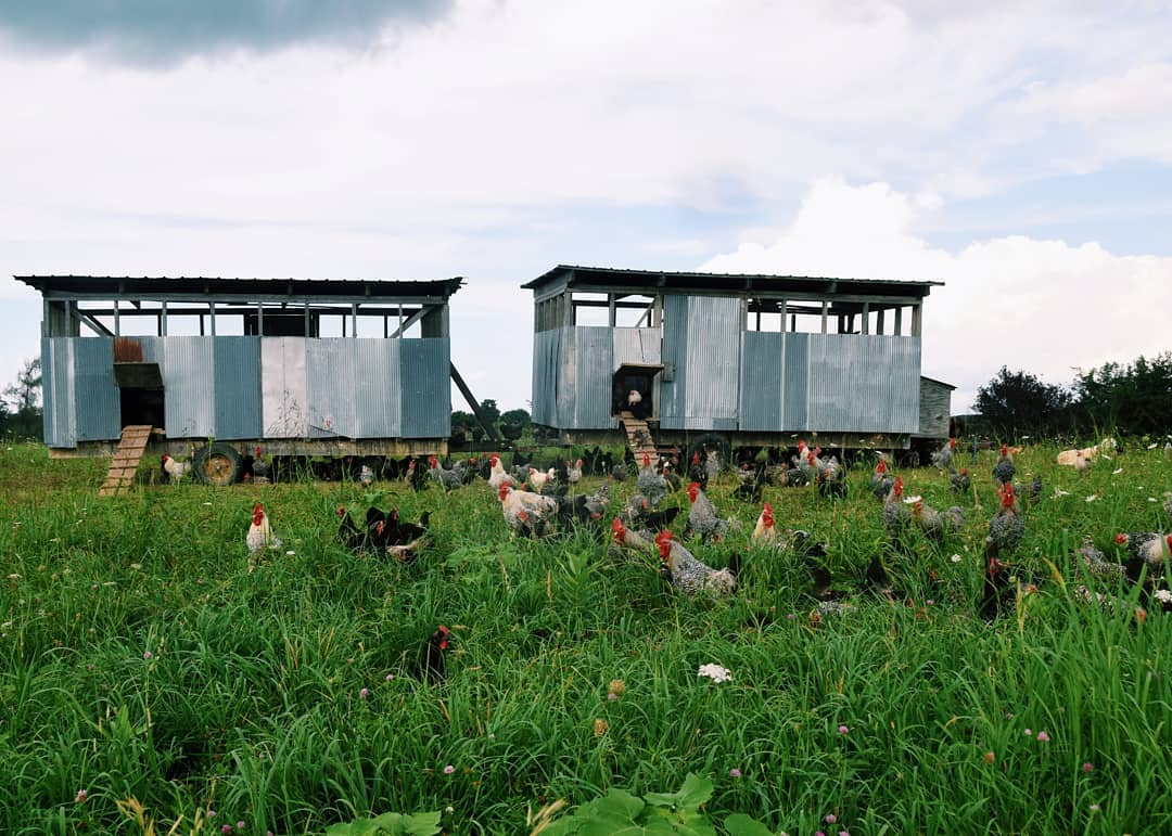 HHS gets rooted in regenerative farming with Polyface Farm's beef