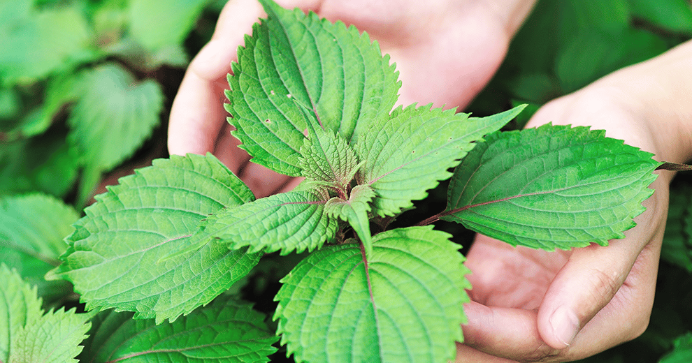 Flavor of the Month: Shiso, mint's East Asian cousin