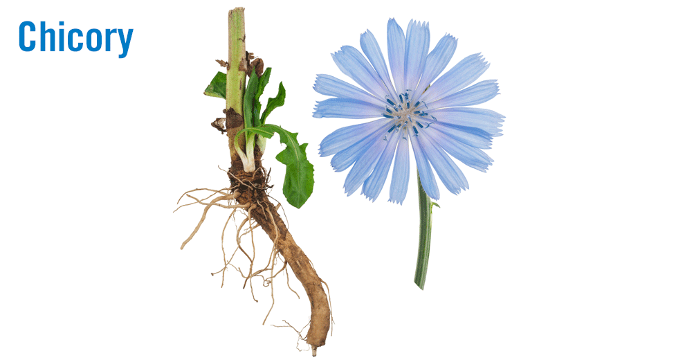 Chicory Rash Flavor of the Month: Chicory adds premium touch to food and drink