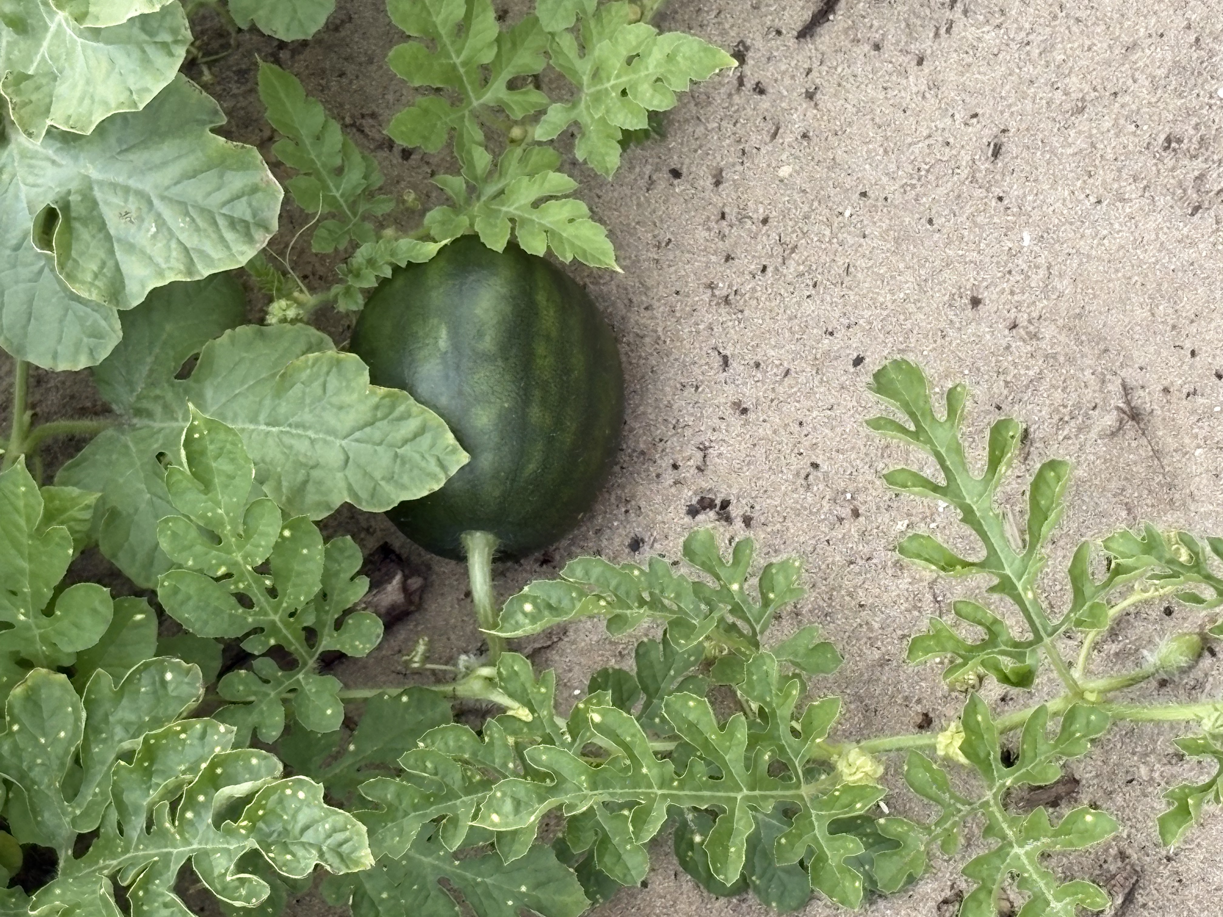A few fresh, juicy watermelon facts that may surprise you
