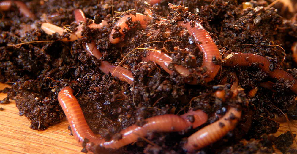 Worms make great compost at Oakland schools