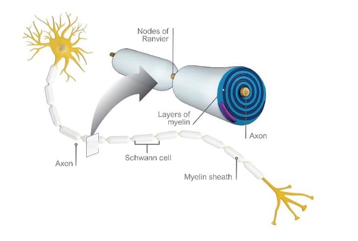 Illustration of myelination and synaptogenesis