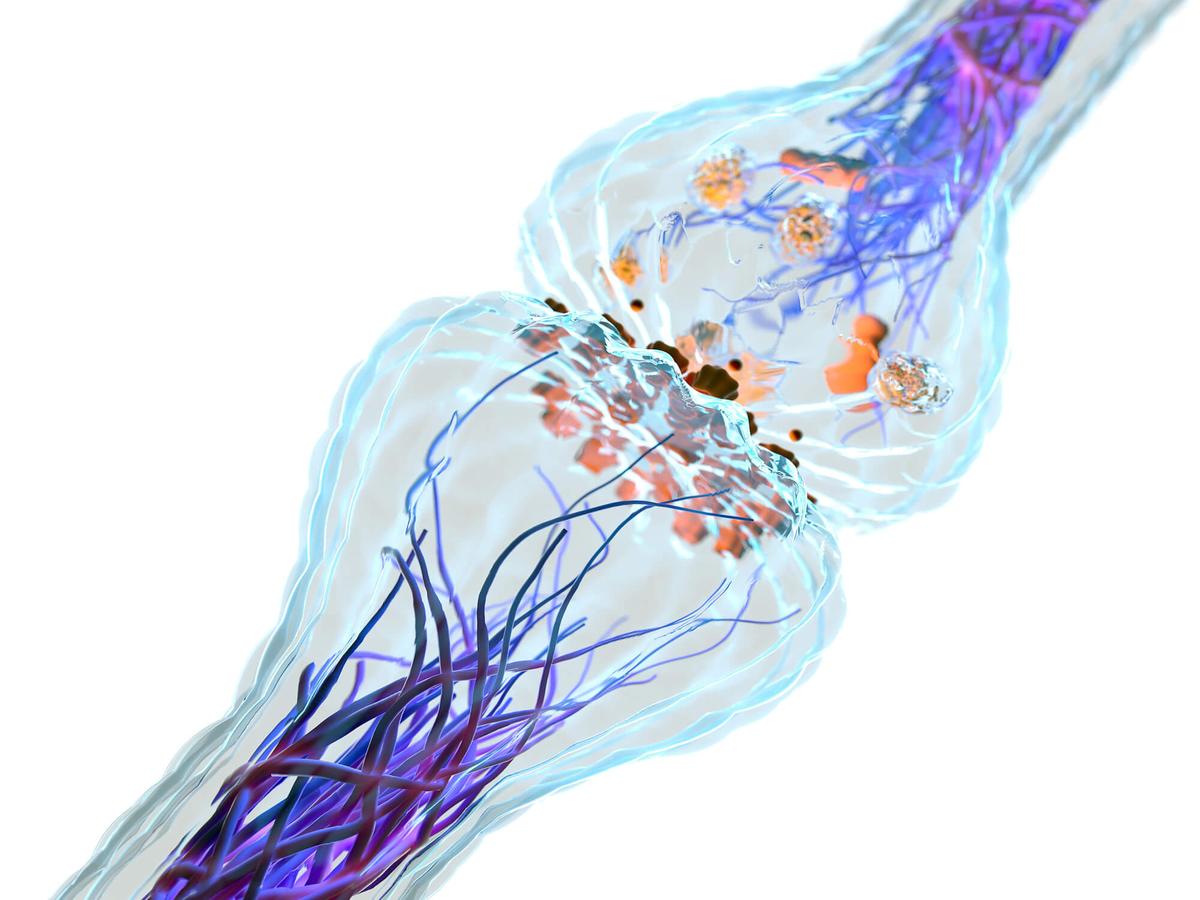synaptogenesis_and_myelination-centre-align.jpg