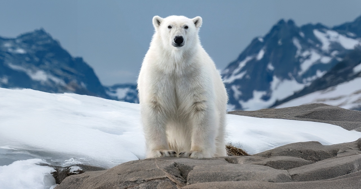Atlas Ocean Voyages adds 27 new Arctic ports for 2027 season