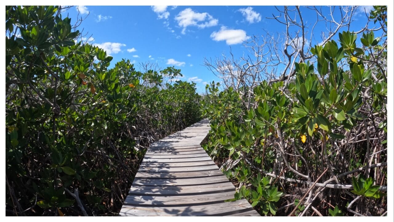 Carnival backs Conservation International's Caribbean mangrove restoration