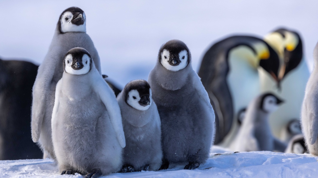 Quark helicopters passengers to Snow Hill penguins, image size:1280x720