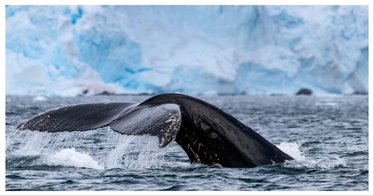 IAATO's new Geofenced Whale Area around South Orkney Islands