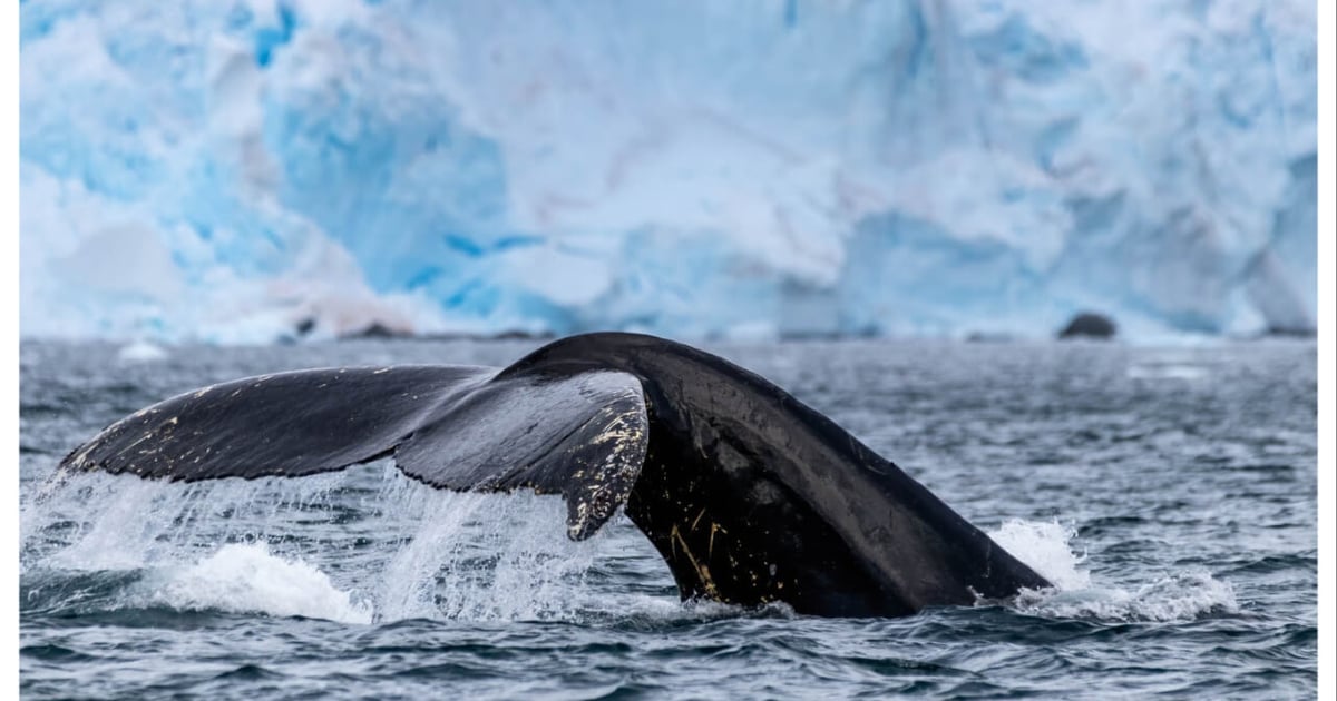 IAATO's new Geofenced Whale Area around South Orkney Islands
