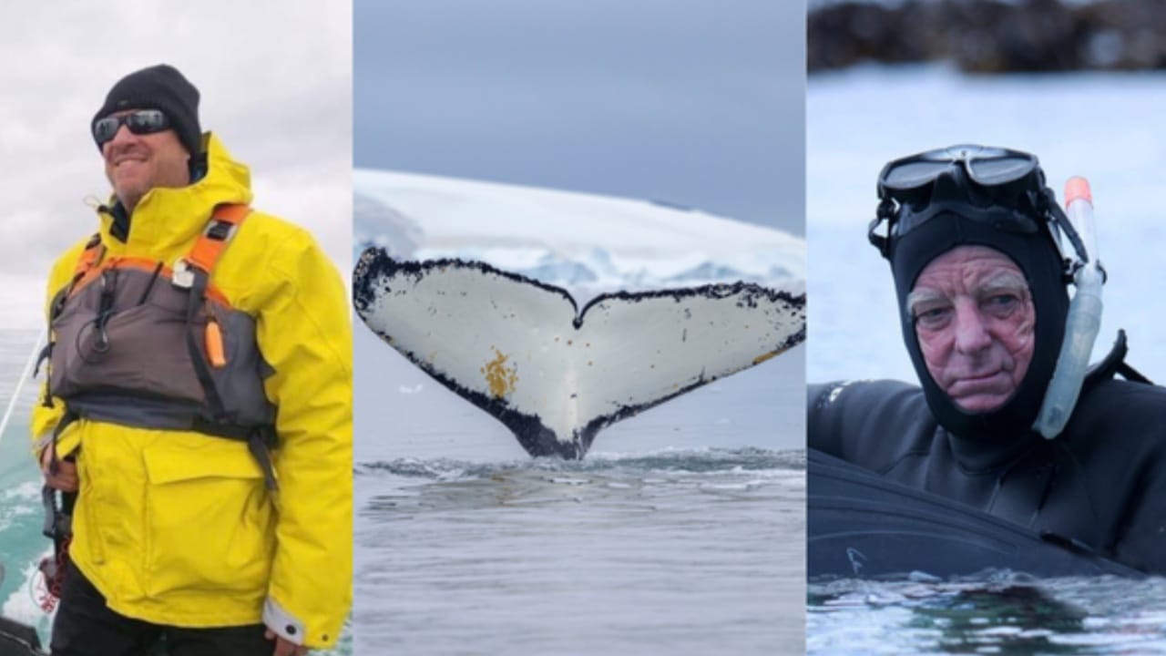 Ken Rood Findlay Swan Hellenic teaming up with whale experts