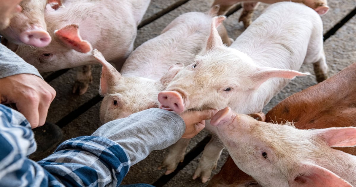 America’s Pig Farmers: Caring for Animals with Science and Sincerity