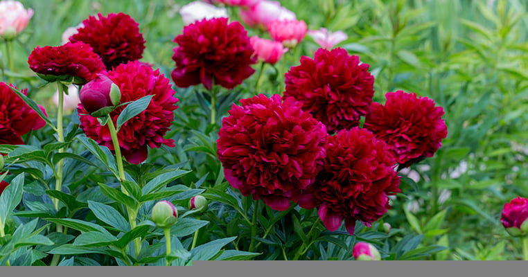 The Fresh Market leans into color-changing peonies