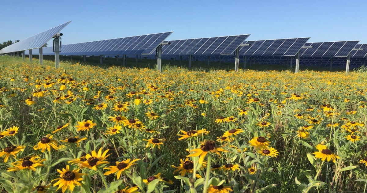 Walmart commits to restoring pollinator habitats and reversing nature loss