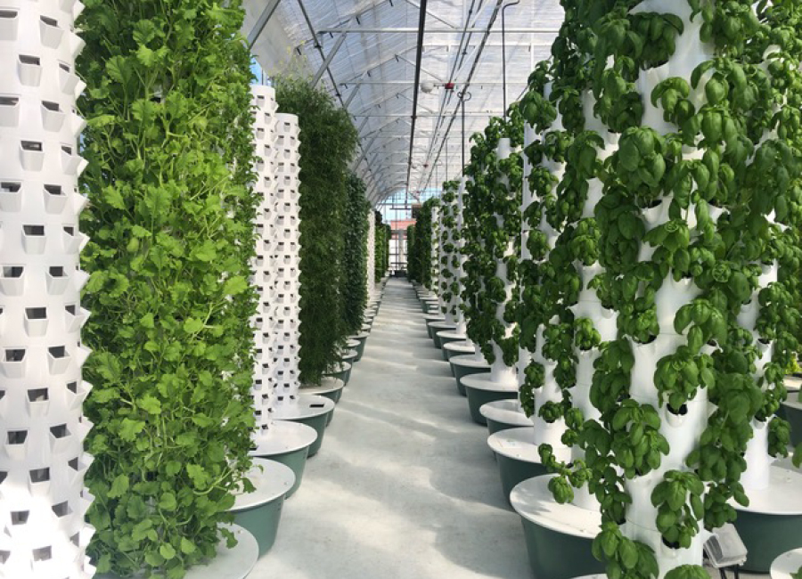 The Inside Scoop on Indoor Farming