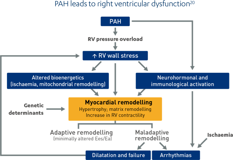 PAH-Explained-Pathophysiology - Vascular remodelling2