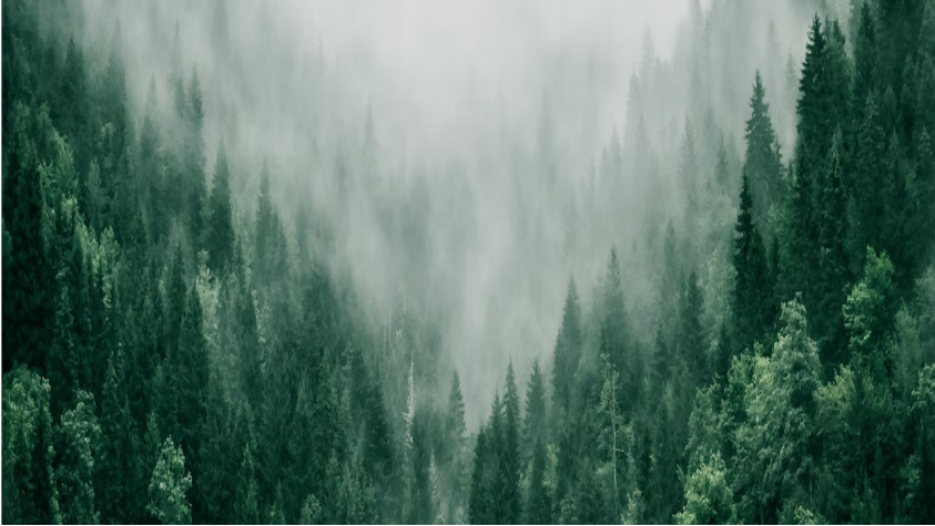 Skog och dimma
