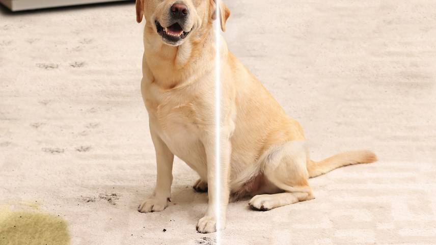 Cómo eliminar pis de perro seco de la alfombra