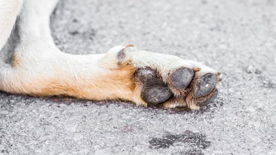 a picture of a backside of dog's paw